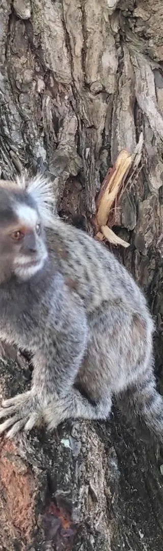 Putziger Baumgenosse